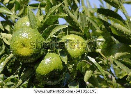 unripe mandarins on tree full of green leaves and with the background of the blue sky on a beautiful sunny day wet from a rainy day