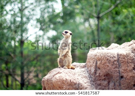 meerkats on the rock