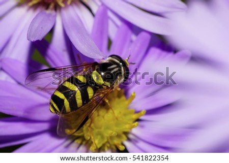 Macro top view of a large striped black-and-brown hairy caucasian flower a fly with bright eyes on the purple alpine aster                               