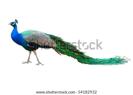 Peacock isolated on white. Saved with clipping path. Royalty-Free Stock Photo #54182932