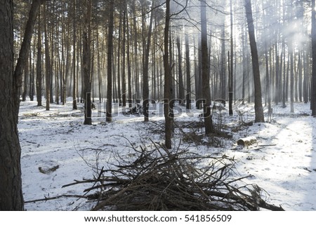 Sunlight and smoke in the forest between the trees strains in winter period
