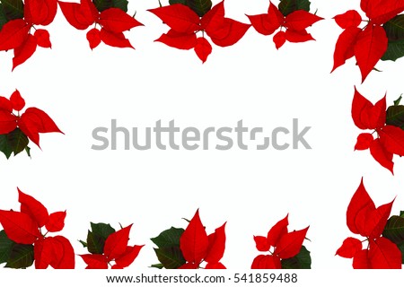 Border picture frame of red christmas flowers on a white background