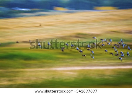 Flying birds. Motion blur background. Colorful nature background.