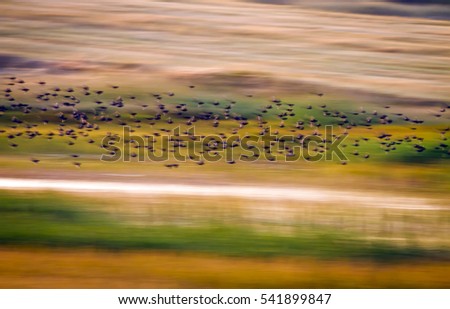 Flying birds. Motion blur background. Abstract nature. Colorful nature background.