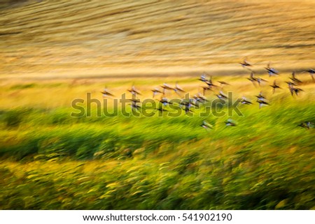 Flying birds. Motion blur background. Abstract nature. Colorful nature background.