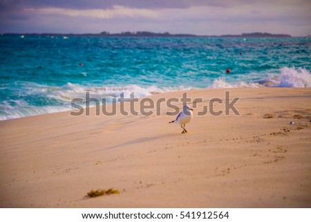 Caribbean seaside with a gull in sand