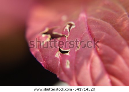Close up of beautiful flower image for nature background or nature wallpaper. Image contain certain grain or noise and soft focus.