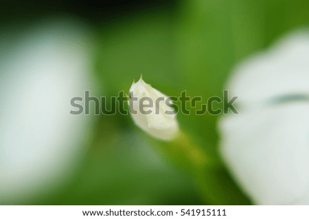 Close up of beautiful flower image for nature background or nature wallpaper. Image contain certain grain or noise and soft focus.