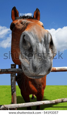 Photo of brown horse on green grass with blue sky