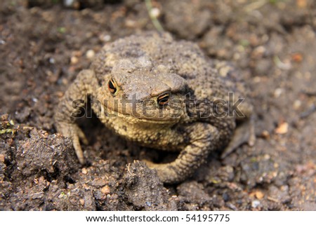 The brown Toad