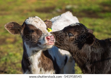 Adorable calf licking other calf's ear Royalty-Free Stock Photo #541958545