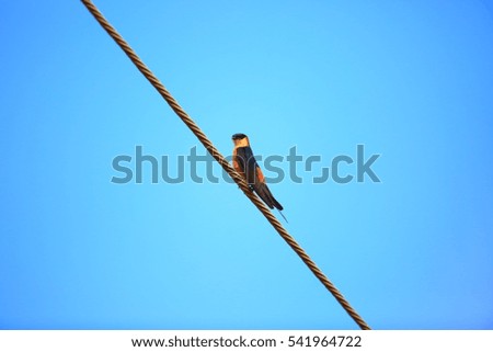 Mosque swallow (Cecropis senegalensi) in Zambia