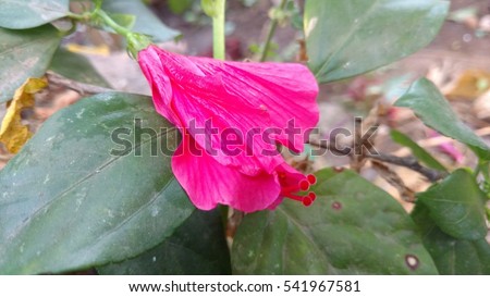 Wilted Hibiscus flower