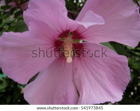 macro photo with a beautiful Hibiscus flower with delicate pink petals in a decorative green landscape as the source for the photo design, artistic printing and advertising
