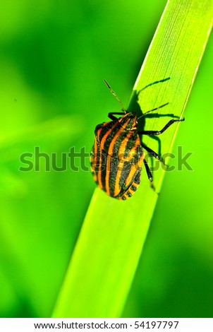 Bedbug on leaf in the morning sunlight