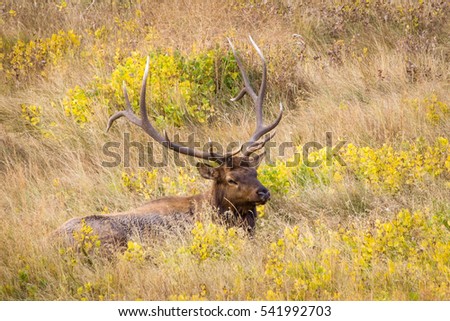 Bull Elk Laying in the Yellow Wildflowers