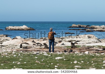 Man takes picture of seal on ocean shore, New Zealand