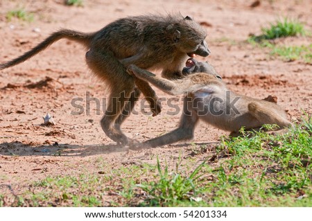Chacma baboons involved in horseplay