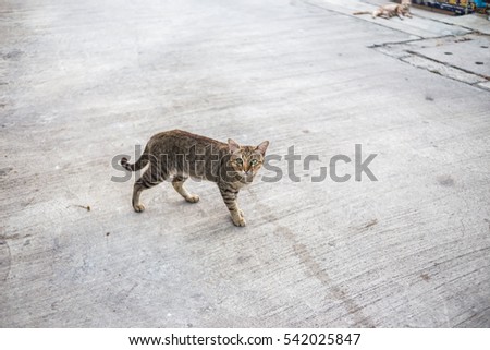 A cat is walking on the village's street