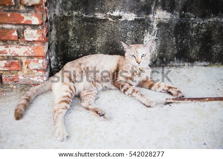 A cat is lying near grunge wall