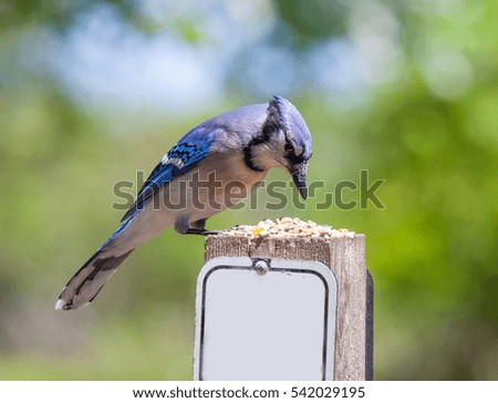 Blue Jay Standing on fence with trees behind