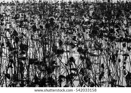 Wilted lotus in ponds black and white picture