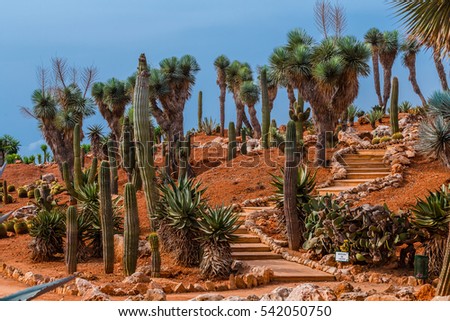 Cactus landscape. Mexico. Cactus field. Garden of flower. 