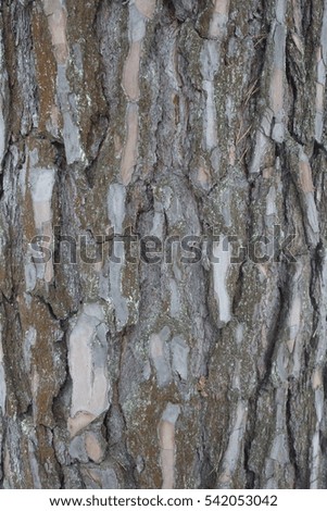 The bark of a pine tree. Highly detailed tree bark texture