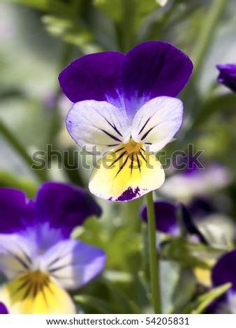 Johnny Jump Up (Viola Tricolor) Royalty-Free Stock Photo #54205831