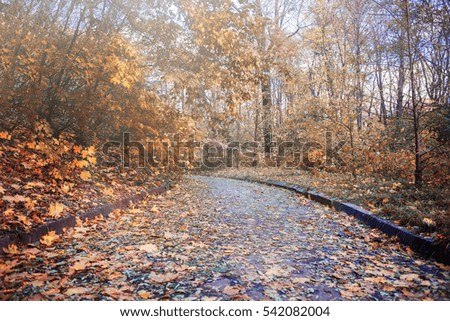 road in autumn park with yellow leaves and sky