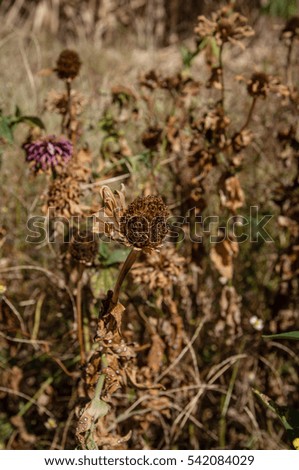 Beautiful background with wild dead and dried flowers