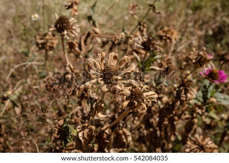Beautiful background with wild dead and dried flowers