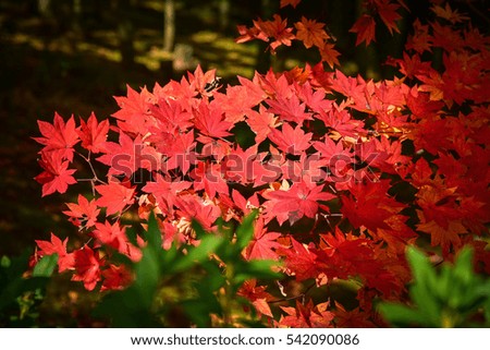 autumn in my dream Japan
