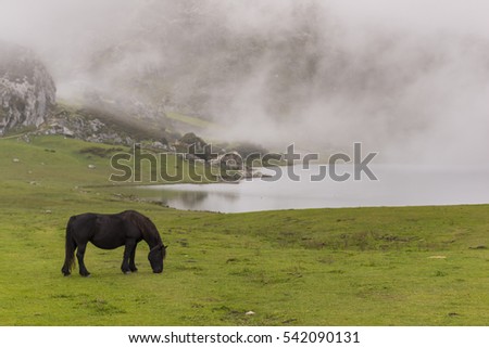 Horses in Covadonga lakes (Asturias, Spain).
