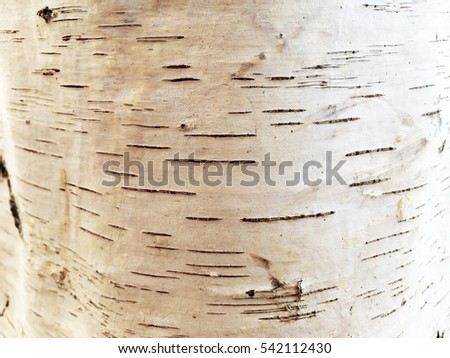 Natural texture of white bark birch tree Royalty-Free Stock Photo #542112430
