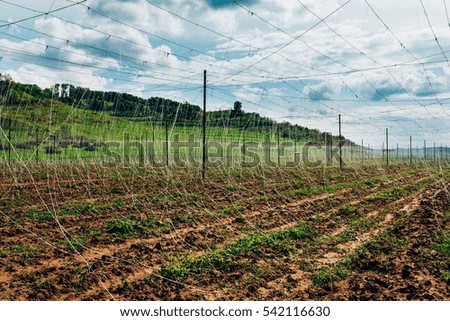 Picture of a young tomato plantation in a cloudy day.The plants have just planted.