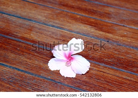 Pink Chinese Hibiscus, China Rose, Hawaiian Hibiscus, Shoeblackplant, Tropical Hibiscus / Chinesicher Roseneibisch, Eibisch, Hibiskus (Hibiscus rosa-sinensis) and background is old woodden.