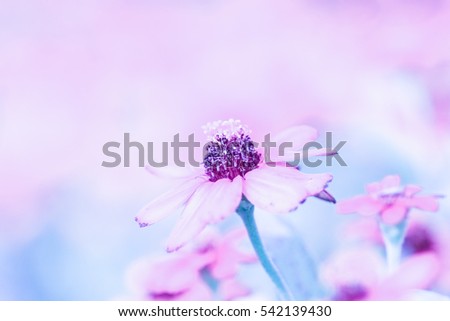 Vintage photo of flower,vintage style for the soft background