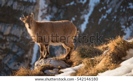 Alpine Ibex in the mountains on the way to Cima di Terrarossa in Italy.