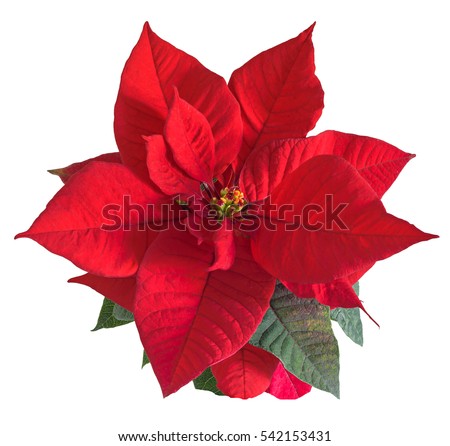 The poinsettia red flowers (Euphorbia pulcherrima), The Flower of the Christmas, close up. Royalty-Free Stock Photo #542153431
