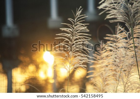 flowers sunset light beautiful vintage background some picture macro flowers so pretty nice