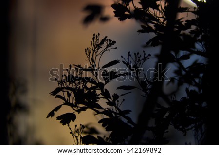Tree branches with leaves on dark yellow gold orange grey brown colored background, or fragment of a tree at night with long exposure, floral pattern. Ornament can be used as wallpaper, forest banner
