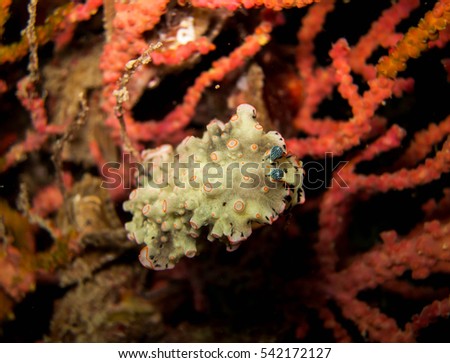 nudibranch on sea fan