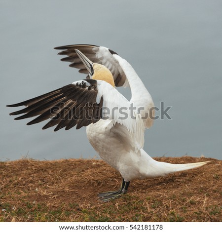 Behavior of wild migrating gannets at island Helgoland, Germany, summer time