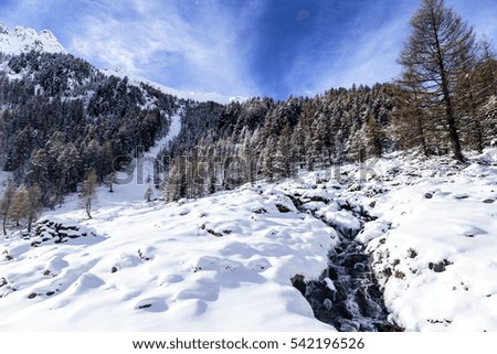 wood full of snow in the italian alps
