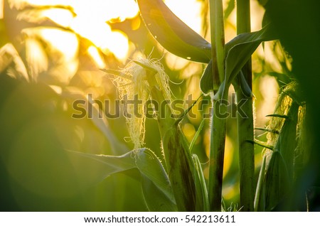 corn field in sunset Royalty-Free Stock Photo #542213611