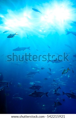 school of fish underwater Royalty-Free Stock Photo #542215921