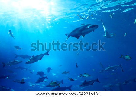 school of fish underwater Royalty-Free Stock Photo #542216131