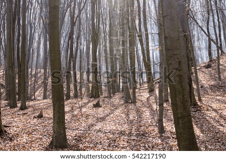 The branches of the beech trees contrast against the background 