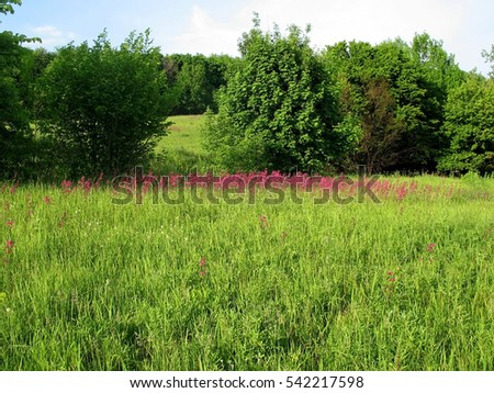 Wild flowers and plants against a background of trees and forest